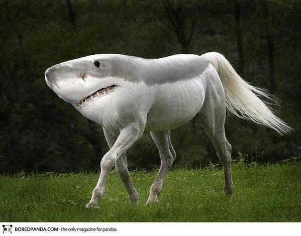 おもしろい動物の合成写真 サメのような Http T Co Ulkrqesajw Twitter