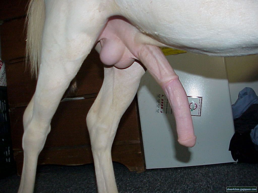 Damn so this is a horse dick? 