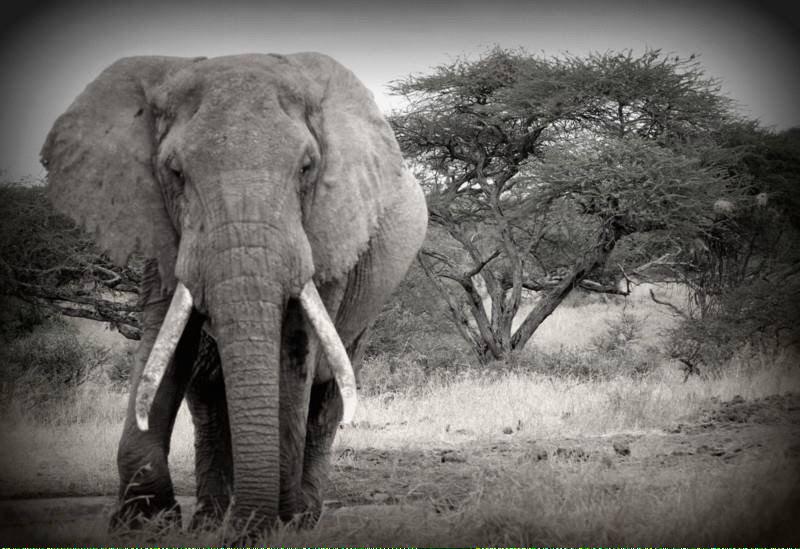 SarahRMalcolm's tweet photo. Amazing times spent watching bulls like Ozzie @OlDonyo. Thanks to @biglifeafrica and @GreatPlainsCons for their work http://t.co/Hpz7dfBZkG
