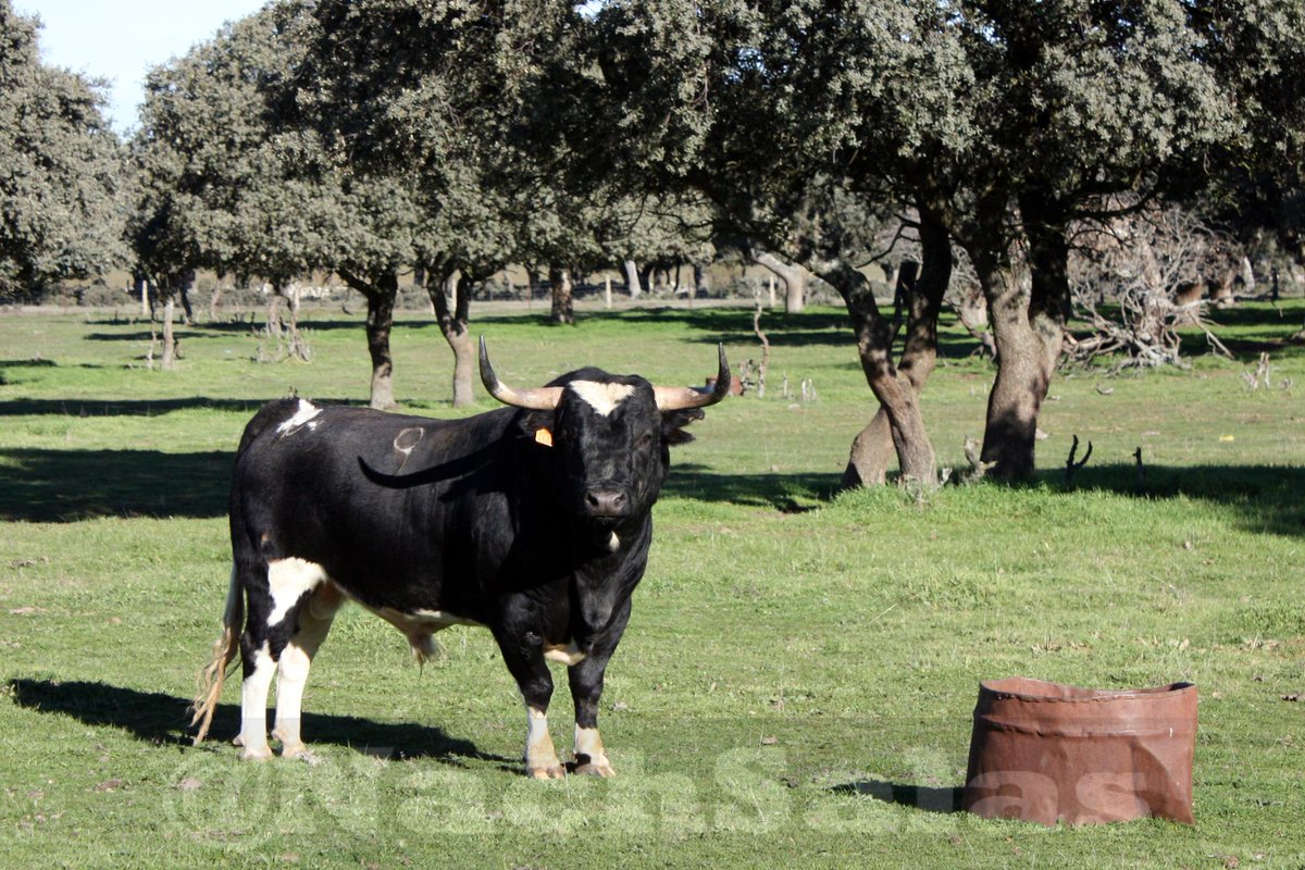 NachSalas's tweet photo. Barcial, seriedad con patas blancas. http://t.co/evYb9vYVqN
