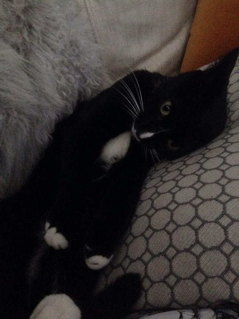 oliver_blackcat's tweet photo. #selfie http://t.co/vM4XZnajWW