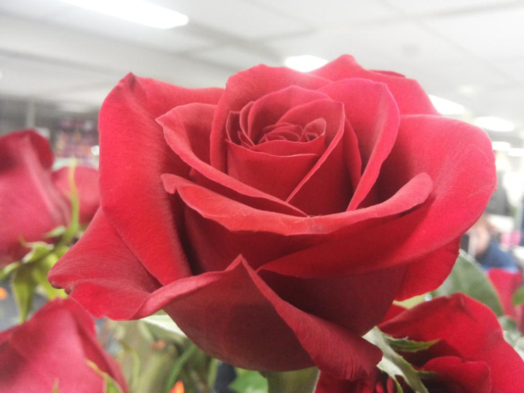 JVVIMPORT: coming Monday in stock, nice freedom 60 cm