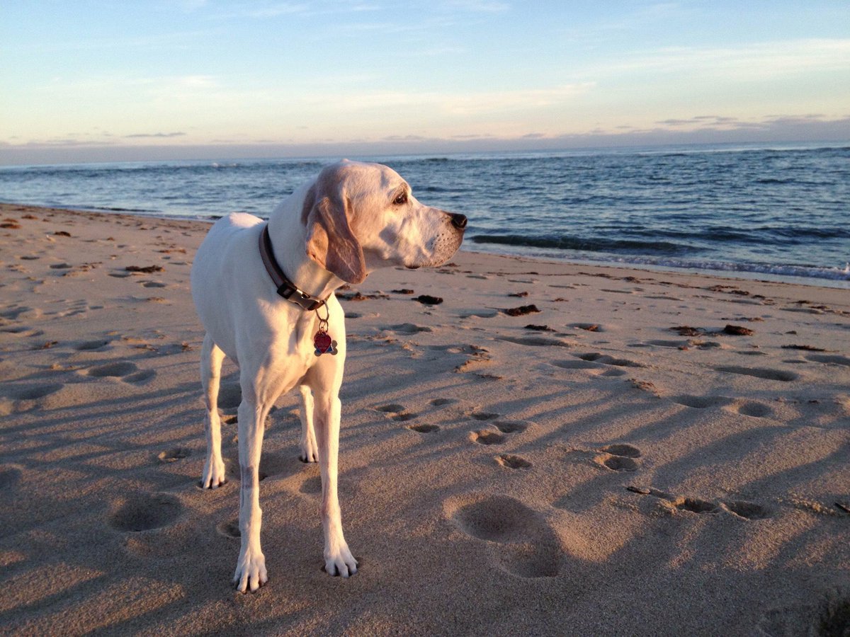 thetrustees's tweet photo. #waggingweds is here! Luna's fave place to walk was #Wasque. Send us your photos! http://t.co/vWZdtYFdGZ http://t.co/HdvkMCjdCa