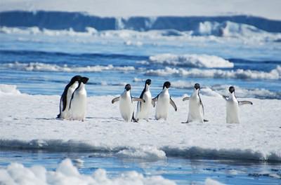 ambafrancealger's tweet photo. Antarctica : Une installation d’Agathe Simon jusqu'au 18 déc à l'#IFConstantine @IFAlgerie : http://t.co/ClHukbaoVh http://t.co/BHByScxE8Z
