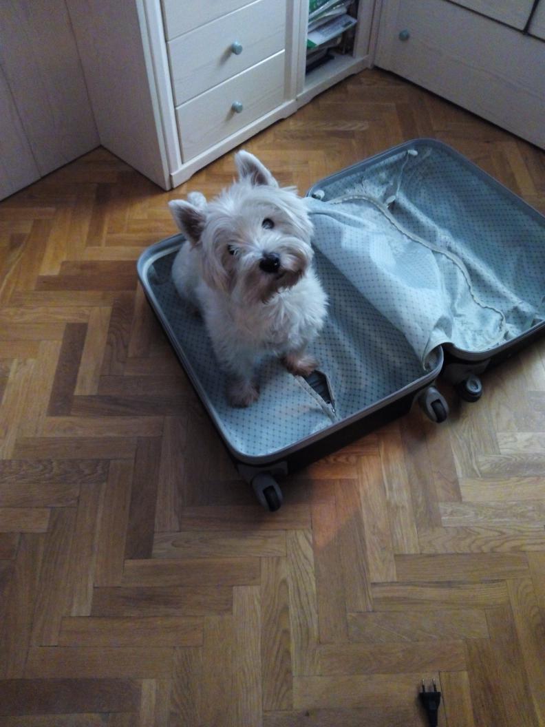 marinadltp's tweet photo. No willy, no puedes venir #Roma # herewego!!! http://t.co/2z64tRRbAz