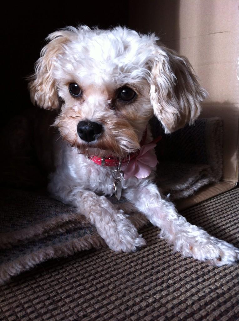 11Noakes's tweet photo. @CapitalJustin   tom here just finnished wrapping all 53 presents and there just for my dog ! http://t.co/WI9qiscLVA