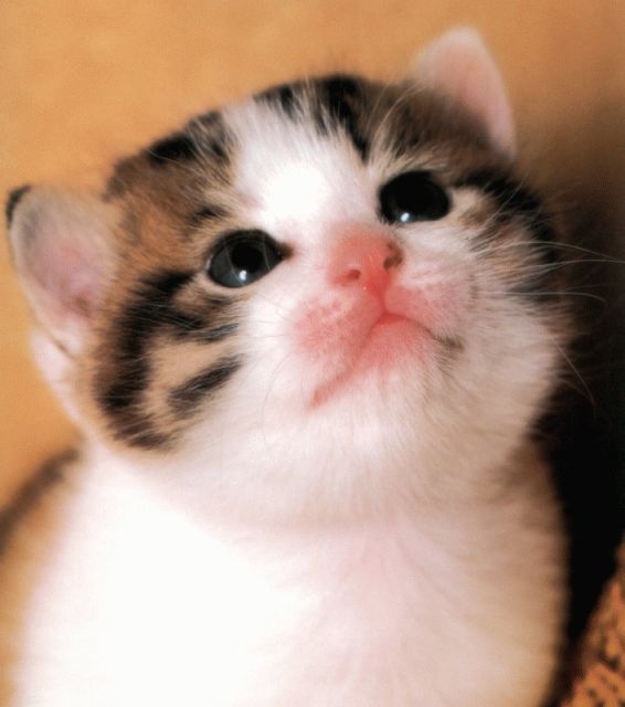 K_Pretty_Cats's tweet photo. http://t.co/z91BX4pAhT