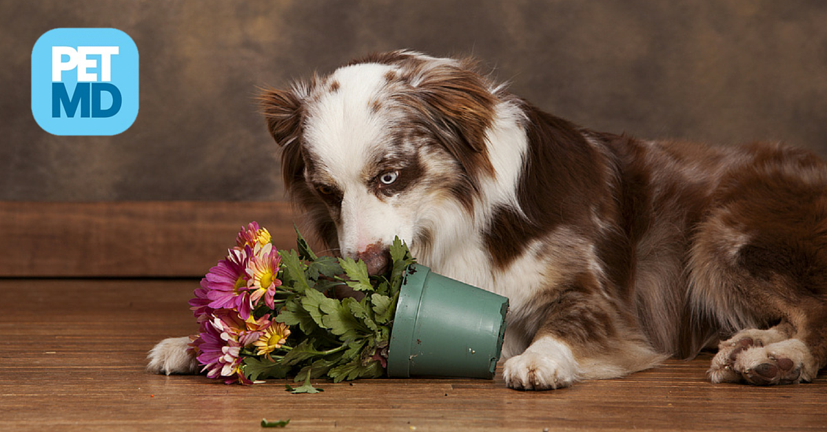 Едят ли собаки траву. Собака ест комнатное растение. Собака ест цветы. Собака ест траву.