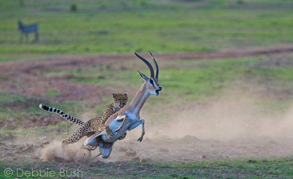 KichecheCamps's tweet photo. Spot of the Week @KichecheCamps http://t.co/xS4CF7A4cp GOVEMBER' #cheetahkill #leopard @MagicalKenyaUK @MaraCheetahs http://t.co/SQtuPVQJia
