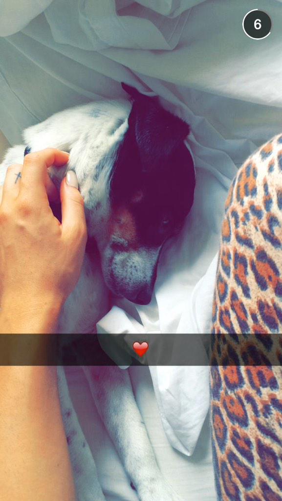 Dj_Danzz's tweet image. @dj_tigerlily that Snapchat dog is your? #sweetdog #ihave #samedog