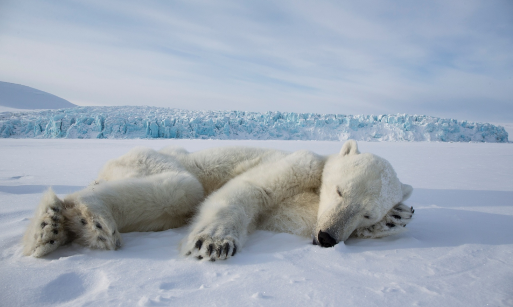 Svalbard's polar bears and the effects of climate change – in pictures. theguardian.com/environment/ga…