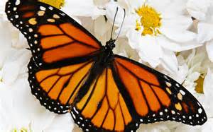 LineaAnimal's tweet image. Con delicadeza ( mariposa Monarca ) IMFORMATE  mas en linea-animal.blogspot.com