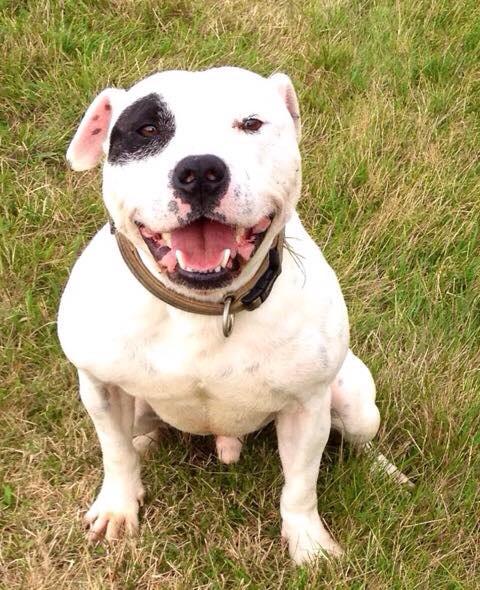 looking for a foster home for my dog