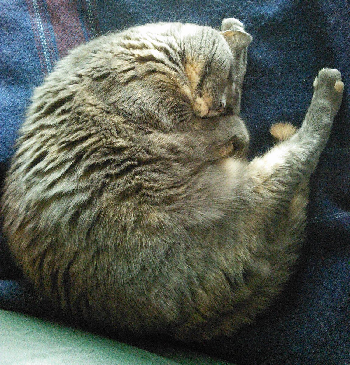 phoebe_cat's tweet photo. Stretching that left hamstring...wait, do I have hamstrings? http://t.co/peMx98yo3t