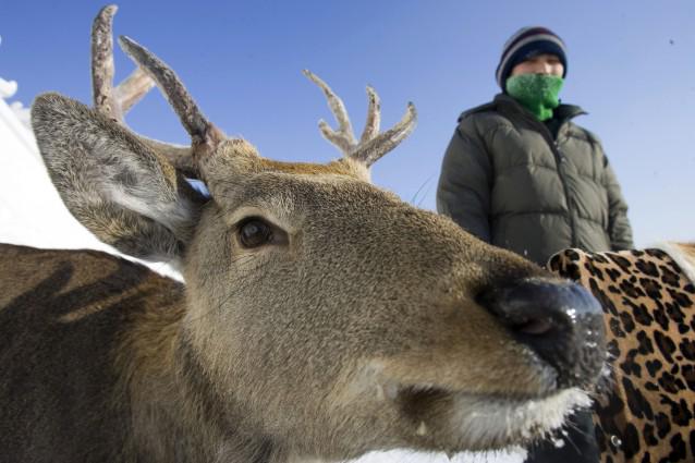 Reindeer populations on the decline due to climate change, study finds thkpr.gs/3601504