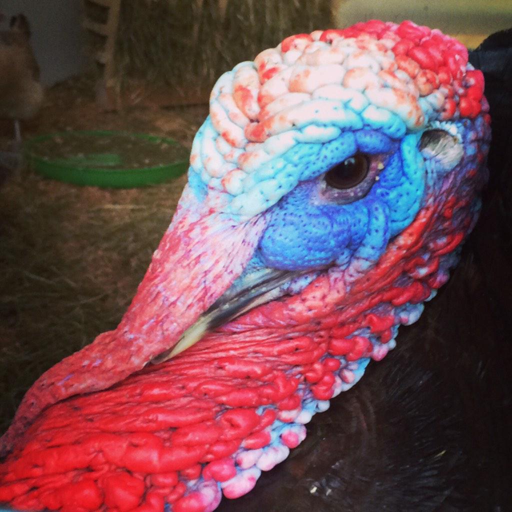 Tamso's tweet photo. Amazing colours... Gobble gobble! A turkey at Santa's House Express earlier @Palmerstownest #christmas #santaclaus http://t.co/dkbOlU8XAi
