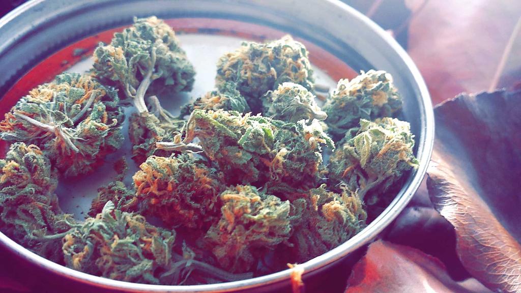 Trees_Bro's tweet photo. G13 😍👌🔥 #DrugFamily #TreesBro #dank #follow #weed #420 #smoking #HighTimes #StonerNation #thc @PurpleThizzle http://t.co/Y5Y3qfD3MF