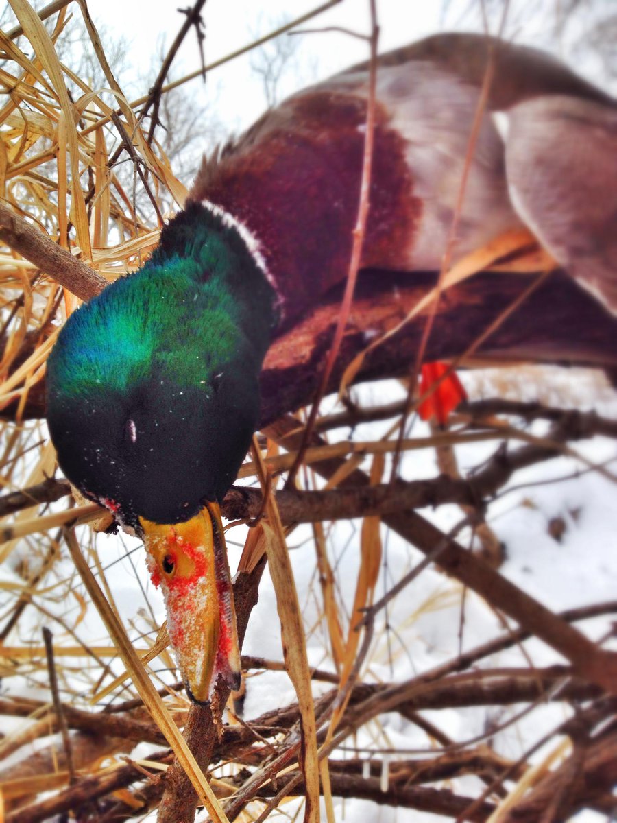 PTOutfitters's tweet photo. Rt if you love that GREEN! #greenheads #yellowbills http://t.co/WPRZLUfL6O
