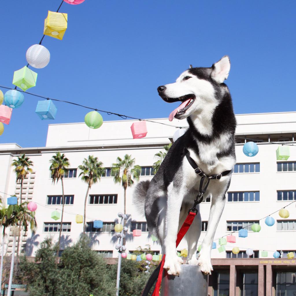 milesthehusky's tweet photo. Balancing like whaaaa #HuskyBehavior ππΎ http://t.co/qcpRBP8Kph