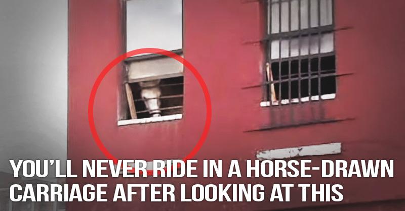 peta tweet picture