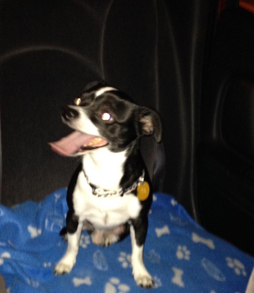 SOAMediaAddicts's tweet photo. #PuppyPickUp and that's a wrap on #AddictsInLA #DogsofAnarchy! #FinalRide #SOAFX http://t.co/PNSQKPPNMK