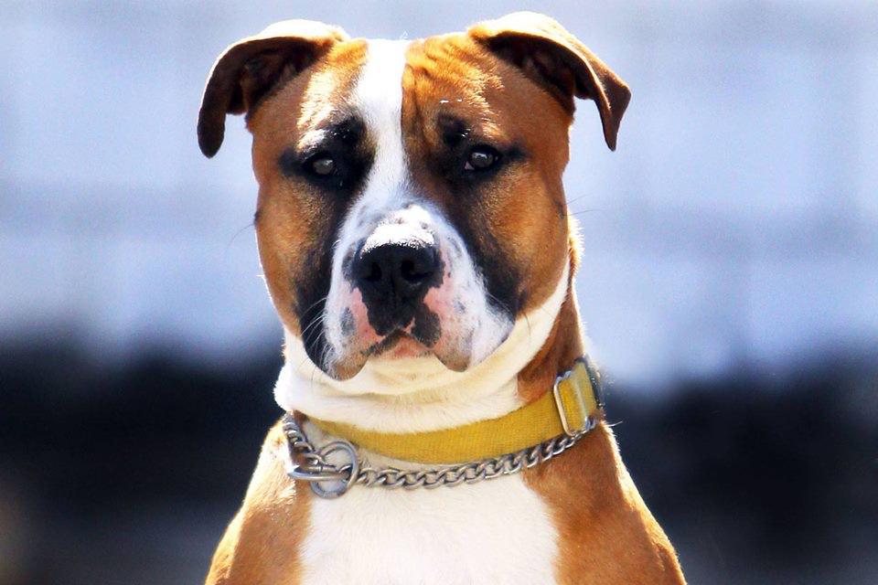 FosterMeNY's tweet photo. #AdoptDEVIN sweet playful 3YR #Dog needs a furever home!
#RedHookRescue
FosterMeNY@gmail.com
https://t.co/4EmPS1JSF7 http://t.co/6gfbTctZTx