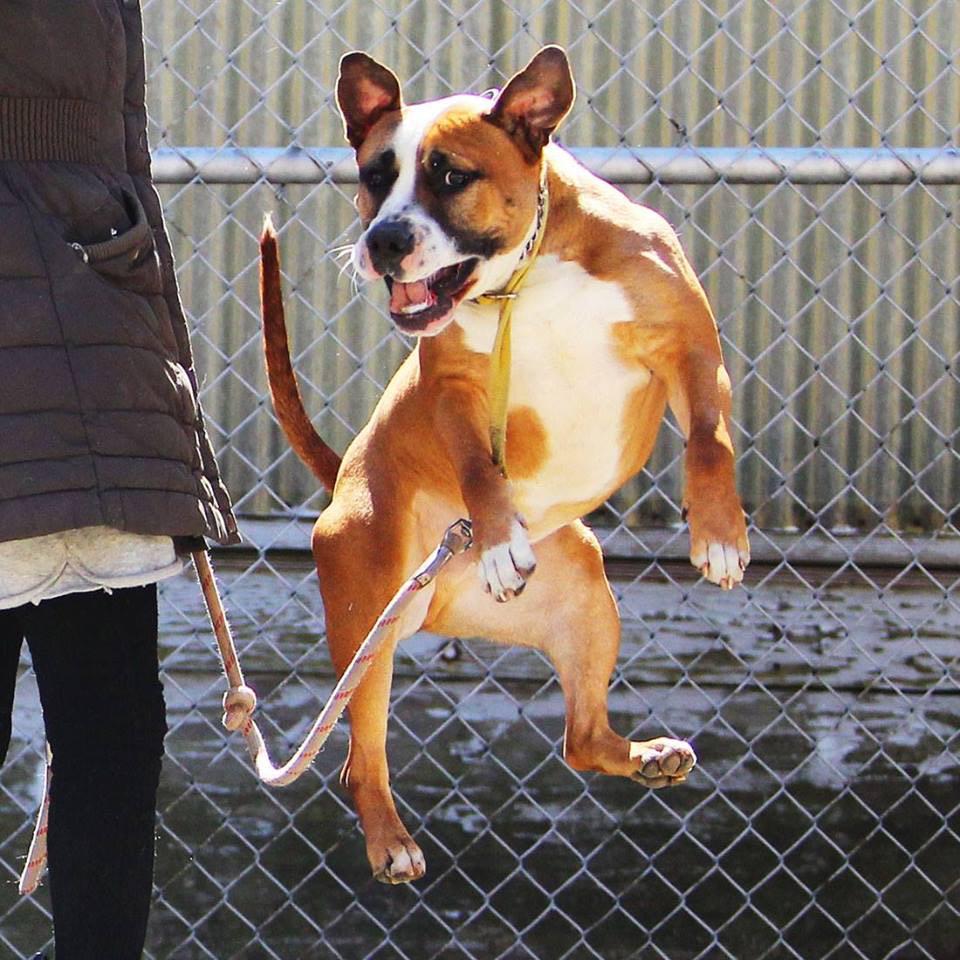 FosterMeNY's tweet photo. #AdoptDEVIN sweet playful 3YR #Dog needs a furever home!
#RedHookRescue
FosterMeNY@gmail.com
https://t.co/4EmPS1JSF7 http://t.co/6gfbTctZTx