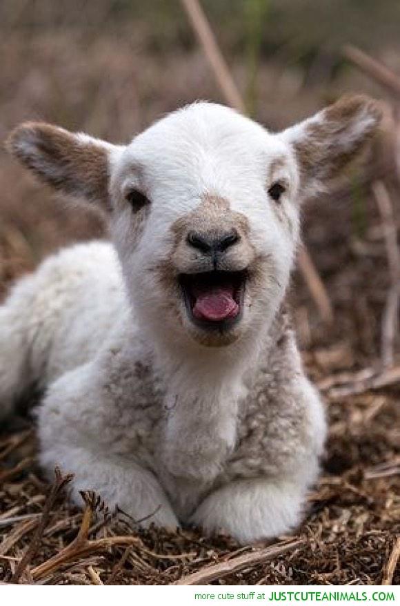 WilderKayla's tweet image. I don't eat meat anymore because....#everylifeisprecious #suchcute #friends #cuties #coexist 🐼🐮🐷🐭🐰🐯🐵🐴🐶🐥🐔🐍🐬🐟🐠🐖🐡🐓🐐🌎💕💕💕