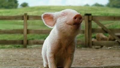 WilderKayla's tweet image. I don't eat meat anymore because....#everylifeisprecious #suchcute #friends #cuties #coexist 🐼🐮🐷🐭🐰🐯🐵🐴🐶🐥🐔🐍🐬🐟🐠🐖🐡🐓🐐🌎💕💕💕