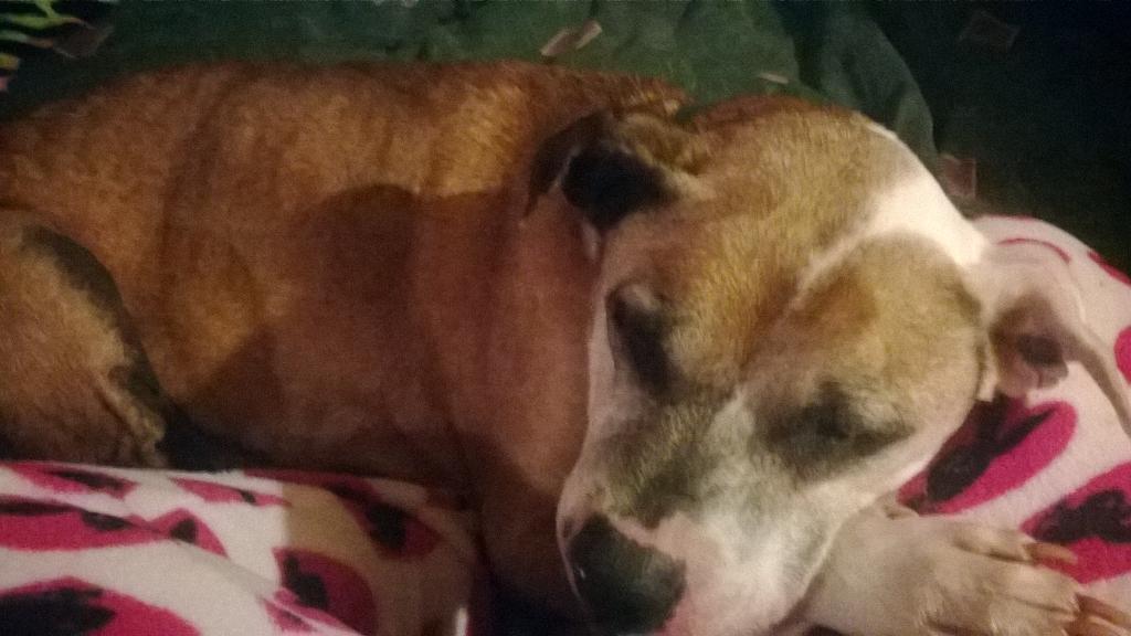 CandyLynnn1's tweet photo. After a long couple of days of investigations I come to my baby boy waiting for me!! http://t.co/DPRcyIZDKf