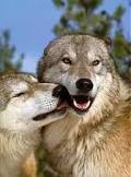 Desiree_Laverne's tweet photo. @Shimaganish. #iAm4Wolves ♥ #KeepWolvesListed http://t.co/Y7GhRGlprw