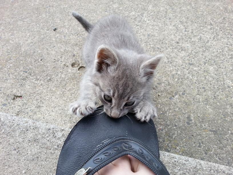 Embedded image permalink