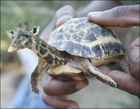 感心する動物合成画像 Gkddayjp29 Twitter