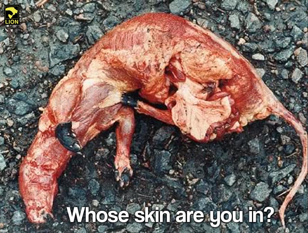 DuckDefenders's tweet image. Whose skin are you in?

RT if you #BoycottFur!