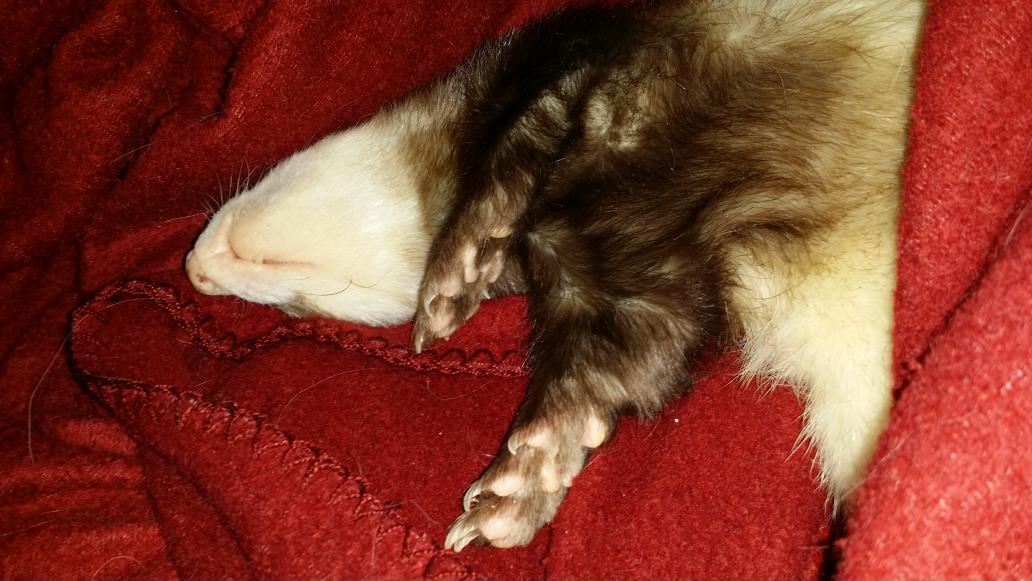 angusmacferret's tweet photo. Happy Thursday :) @toni_toniham @Burrow43 @BuellerFerret @AmericanLassie8 @cherylpoestone @eachus @FerretThoughtss http://t.co/XQk4Jl58Xq
