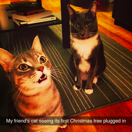 BuzzFeedUK's tweet photo. Cats love Christmas too http://t.co/fxt4FmEuVB