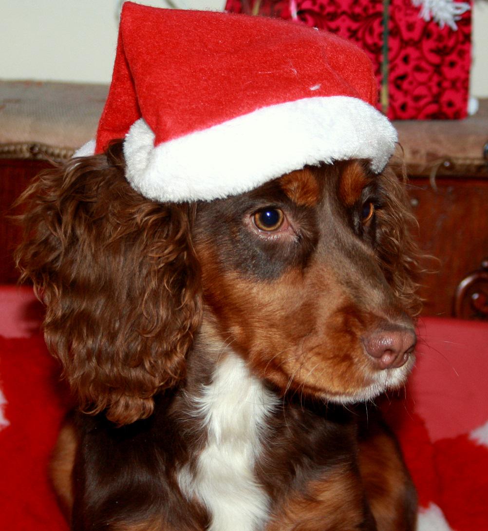 We've put together a few tips to help you keep your dog calm, happy and safe over Christmas - wkd-uk.com/blog/how-to-ke…