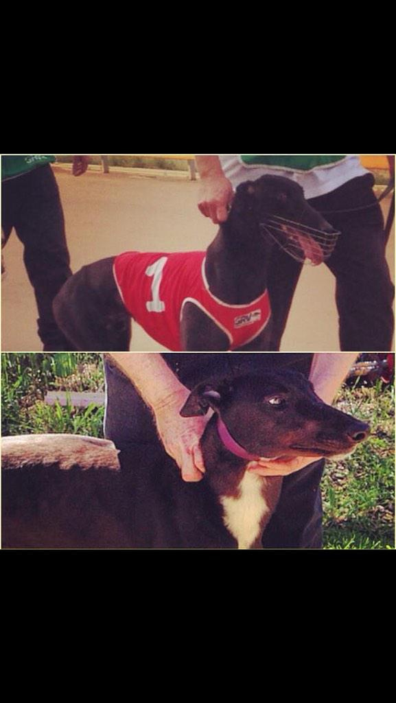 k9racers's tweet photo. 2 from 2 for the boys at @k9racers with Zelemar Zone winning at Shepparton and Dee Black winning at Mandurah tonight http://t.co/AwecOSoMCX