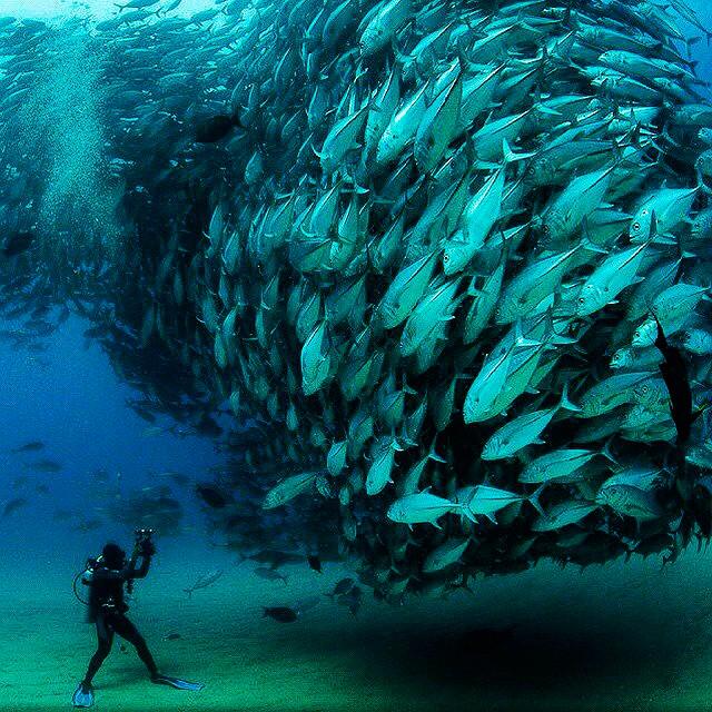 goprolab's tweet photo. Fish shot by @wildlifeplanet, amazing with GoPro Lab App. #goprolab #goprolabapp #labforgopro #gopro http://t.co/pUBK3Quz04