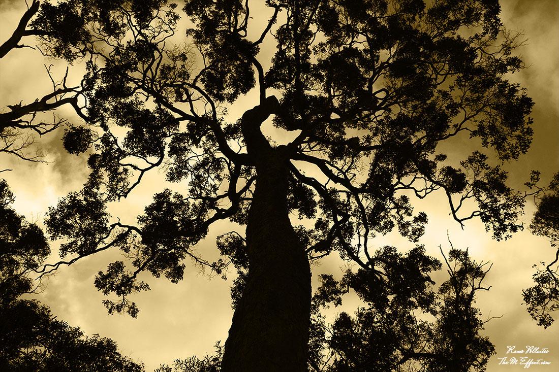 RemoAPollastri's tweet photo. A Fool Sees Not The Same Tree That A Wise Man Sees. -: William Blake
#photography #photo #nature #themeffect http://t.co/FblJqyMpRx