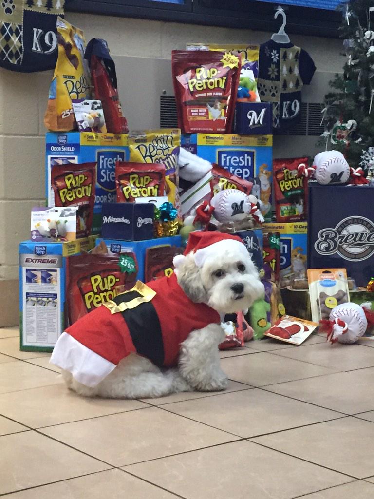 Brewers's tweet photo. #SantaHank, slip a chew toy under the tree for me...Hank visits @WiscHumane: http://t.co/JrErmGsyxx #BallparkPup http://t.co/VutT8gWGZw