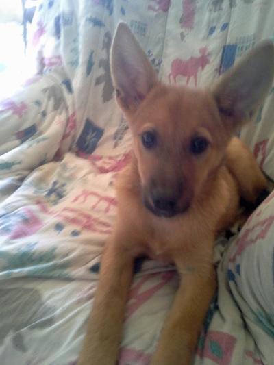 Ray of Sunshine! Little puppy for adoption! Apply at: gsdrescuectx.com  #adoptme