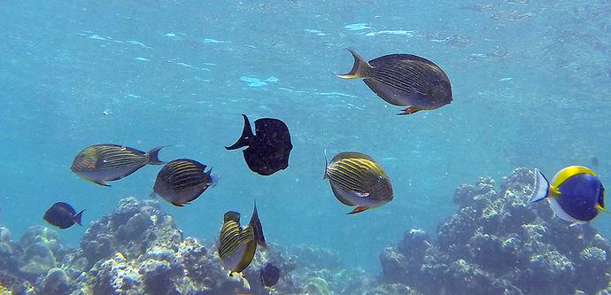 pariwisatasumut's tweet photo. Jadi, bagaimana dengan pesona bawah laut seperti ini?
masih pengen liburan ke luar? 
read: http://t.co/eICqKs9VFz http://t.co/vXXqYqkjGf