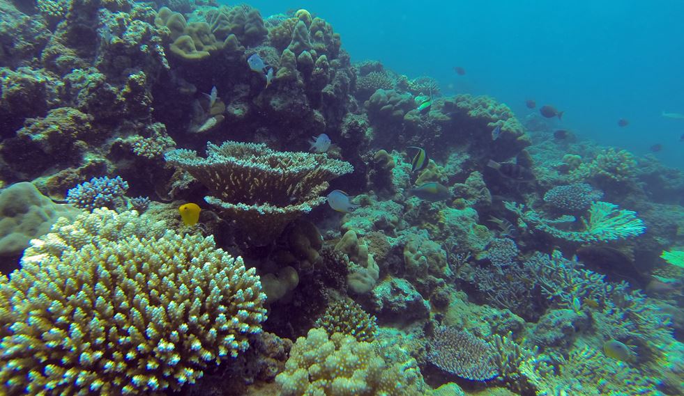 pariwisatasumut's tweet photo. Jadi, bagaimana dengan pesona bawah laut seperti ini?
masih pengen liburan ke luar? 
read: http://t.co/eICqKs9VFz http://t.co/vXXqYqkjGf