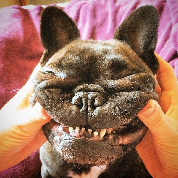 BarkPost's tweet photo. Them Cheeks! #Squeezeable
via http://t.co/ZcNpFTQEnr http://t.co/9C0Kj9ljW5