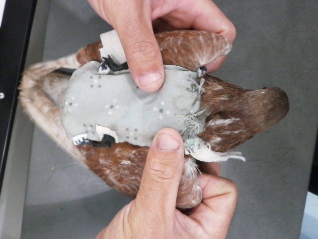 Embedded image permalink