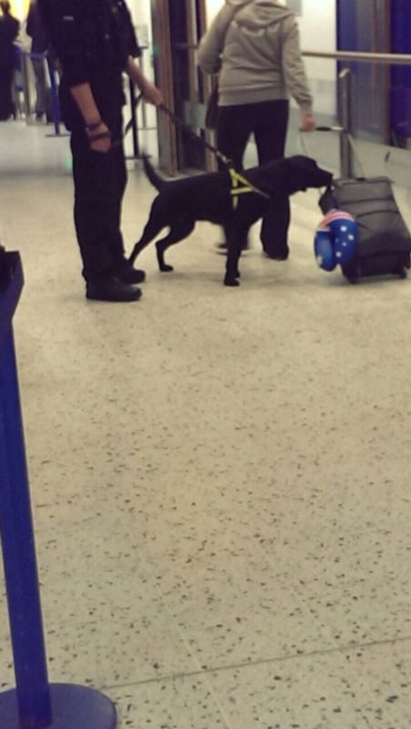 StaffsDogs's tweet photo. #PdCruz and #pdEmma have been training and checking their skillls,Nothing illegal escapes their 👃✈🐶🐾. http://t.co/CWIK5QZUiK