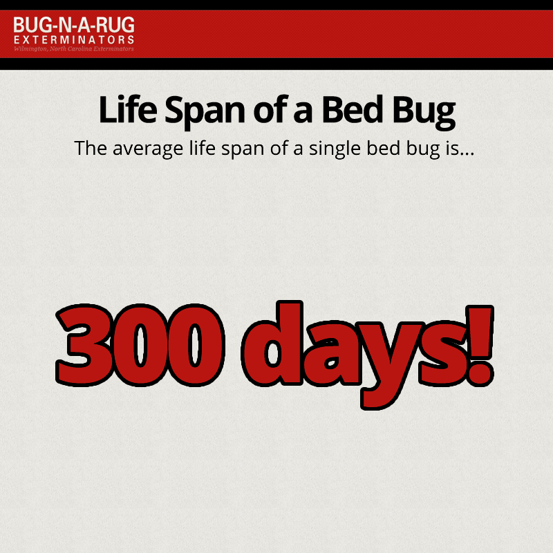 Bug N A Rug Exterminators (@thebugnarug) / Posts / X