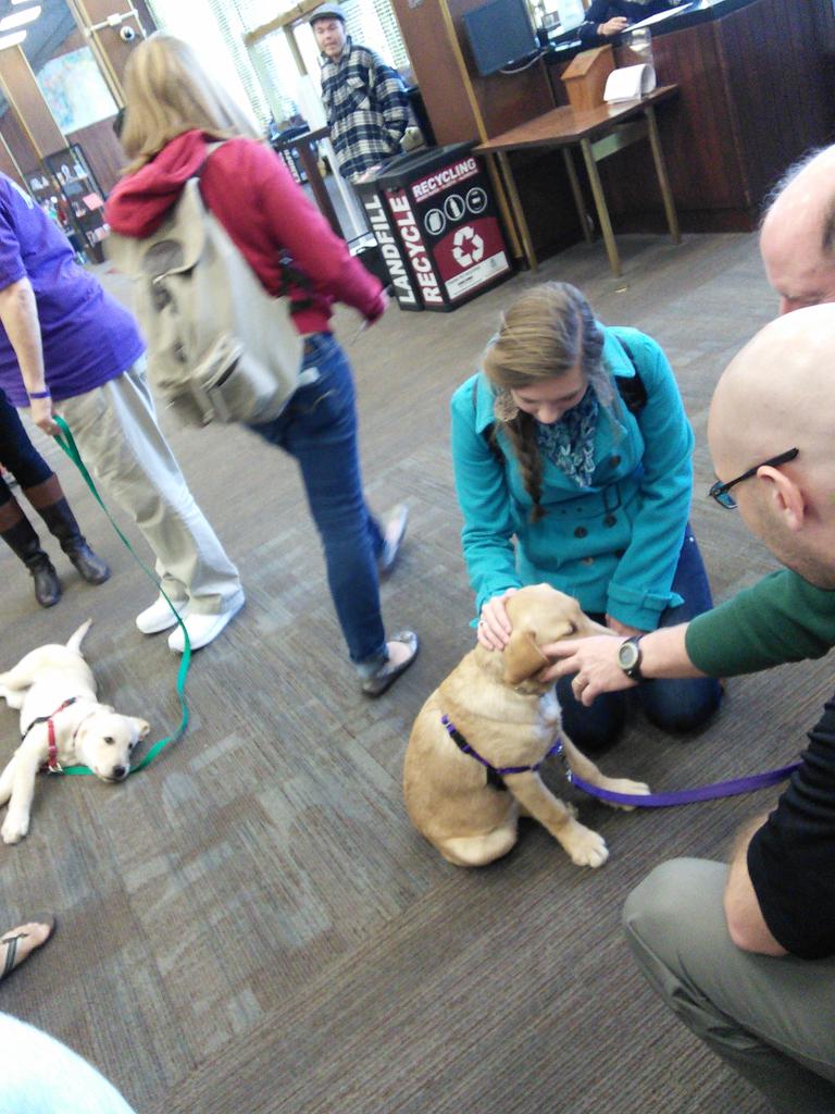 tuckytaylor's tweet image. Puppies in the library!  #librarymagic
