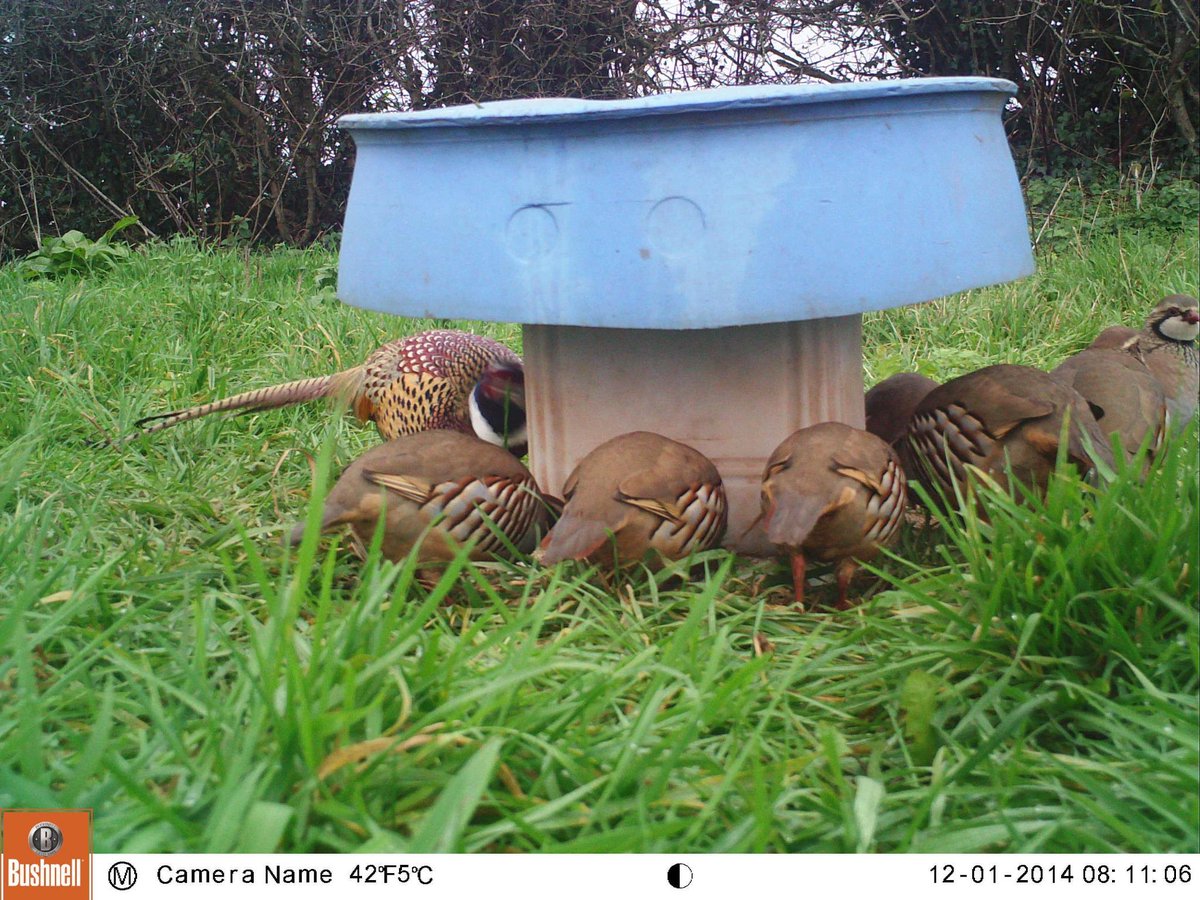 handles4forks's tweet photo. More partridges on #partridgecam. 7 redlegs + 1 cock pheasant http://t.co/cjHQtTHP1j